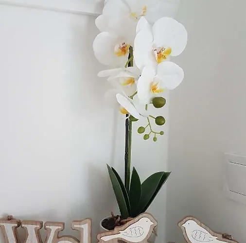 Orchidea